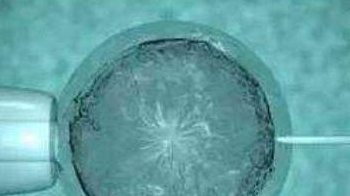 美国试管婴儿胚胎实验室养囊全程揭秘-美国试管婴儿百科